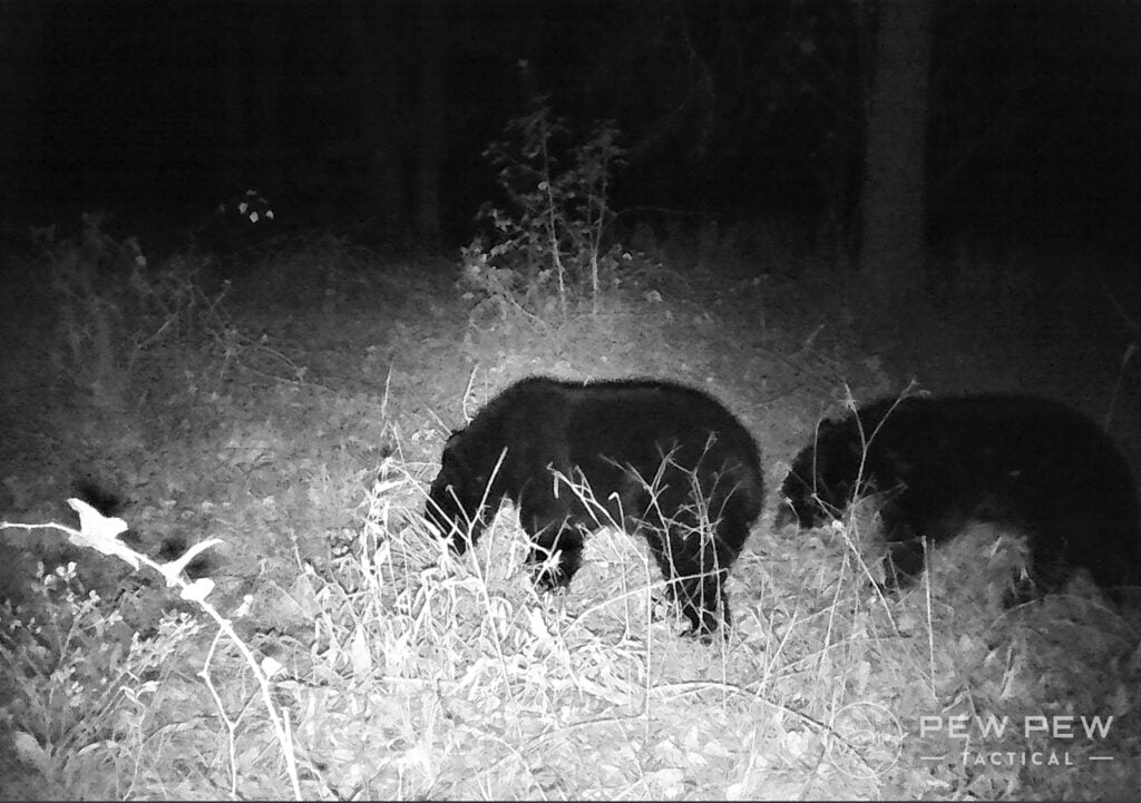 Trail Cam Bears