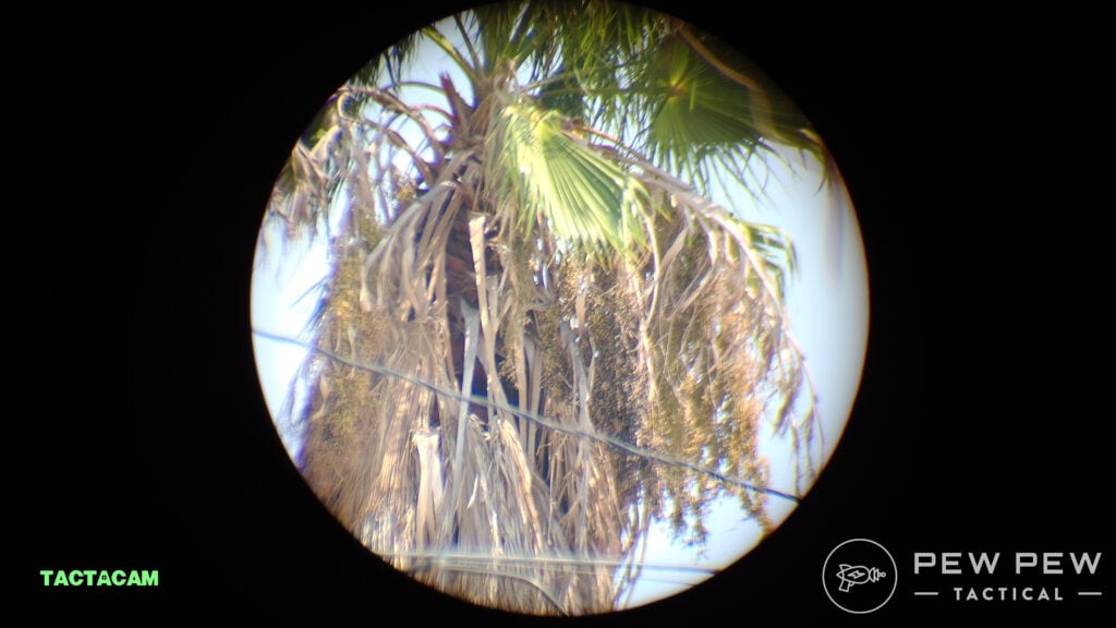 Spotter LR backyard Palm Tree at 125 yards